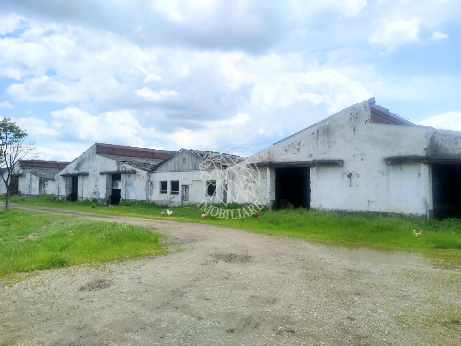 HALE 6500 mp- Oportunitate Fond Europene- 500 ari si lac- Sieu Odorhei