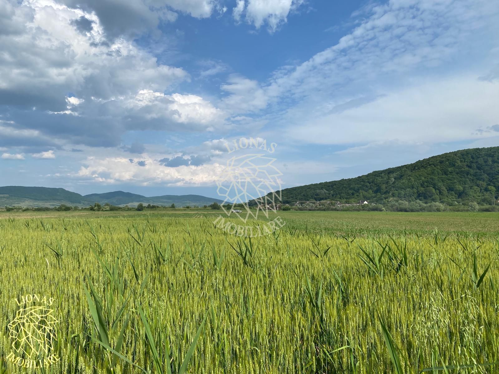 Teren -4.300 mp - Arabil - Chintelnic