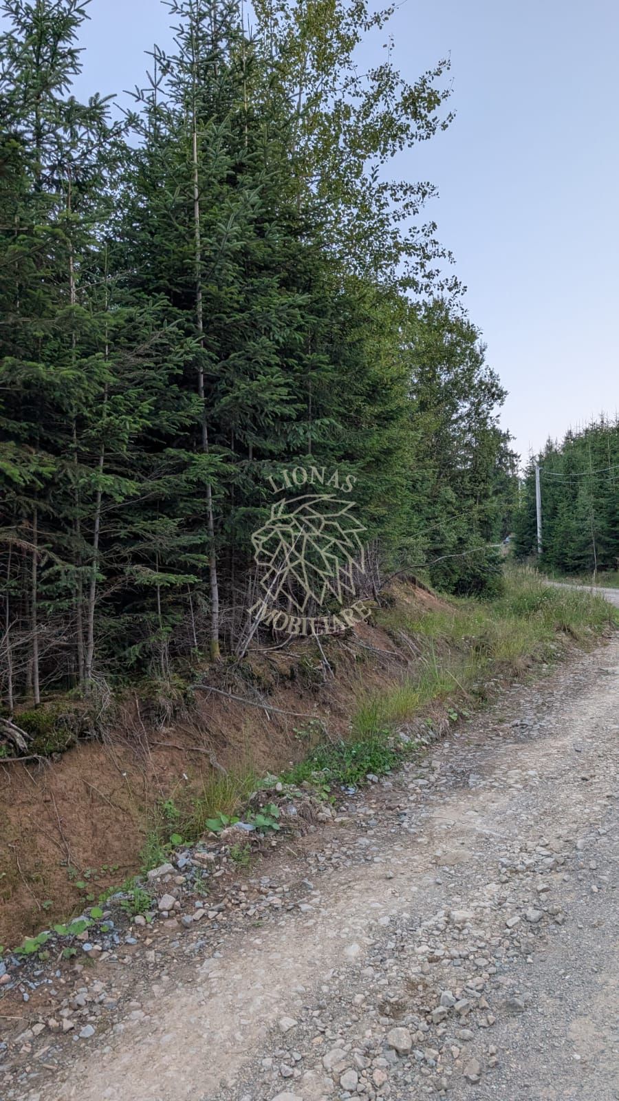 Teren 19,500 mp (1,95 Ha)-curent-ideal cabane-Colibita