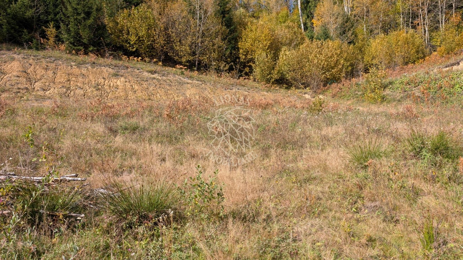 Teren intravilan 1000 mp-ideal cabana, investitie-Colibita