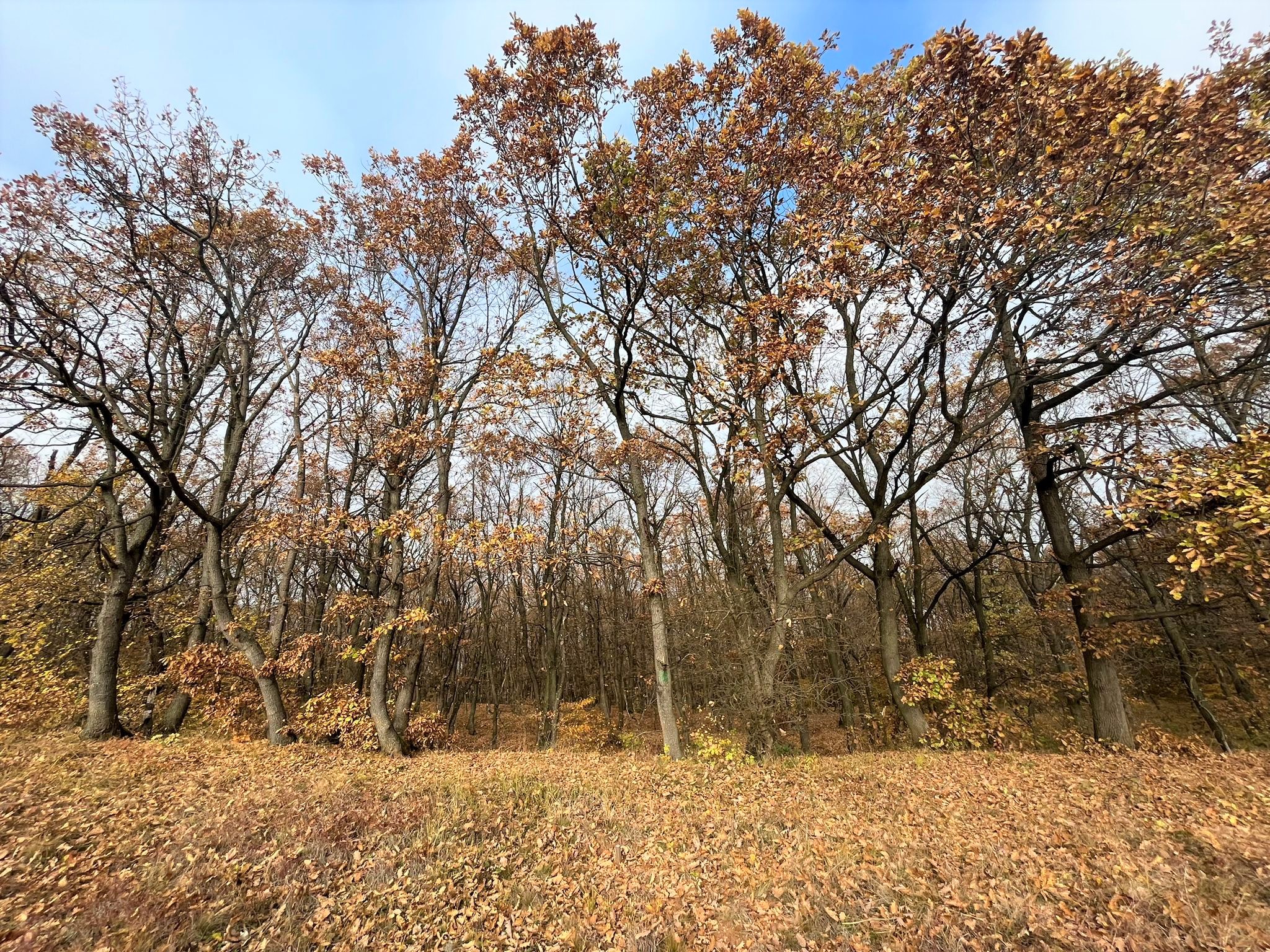 Teren de vanzare,  zona exclusivista,  2400MP - foto 3