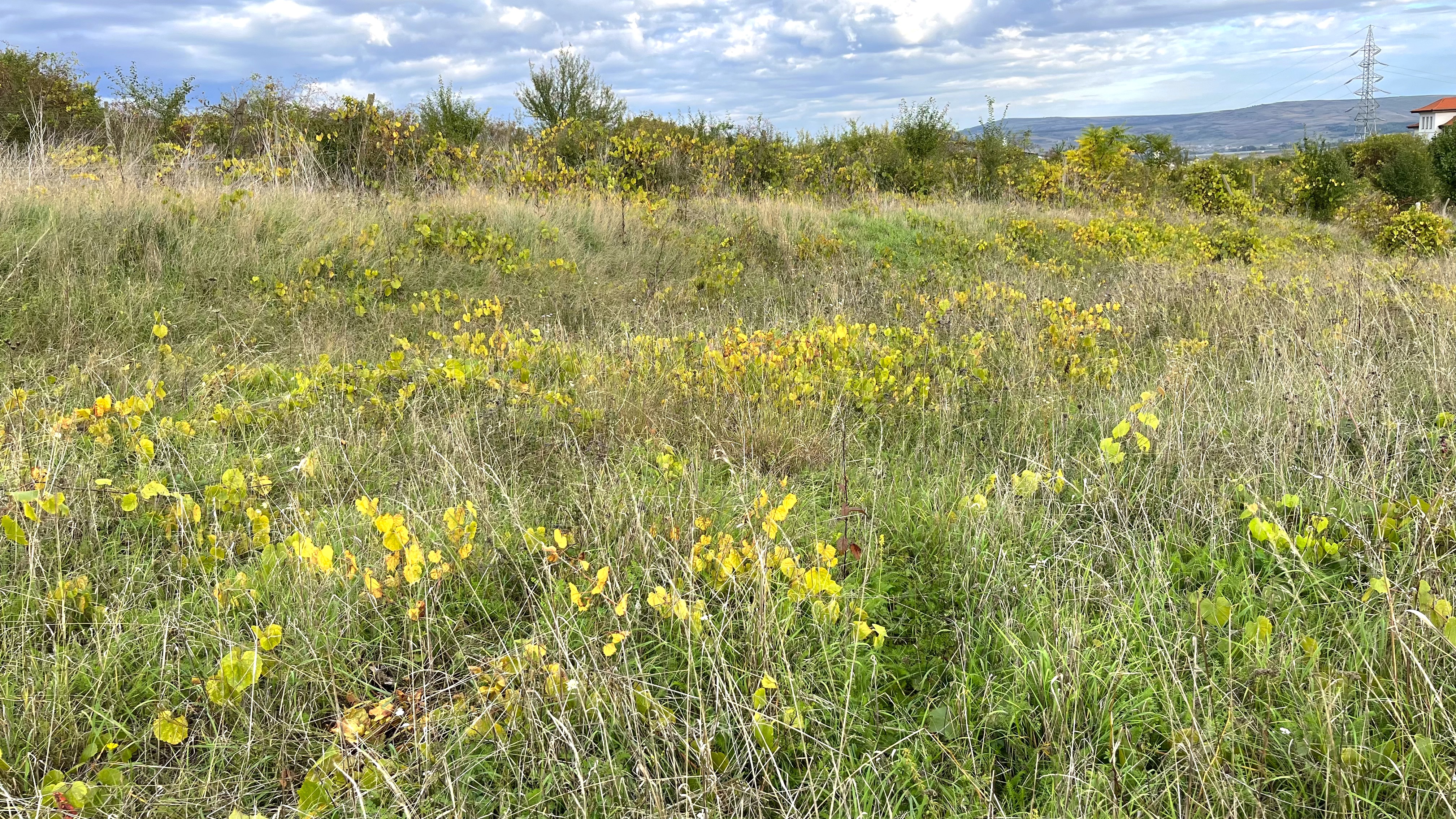 Teren de vanzare, zona Schit, panorama, 1500mp - foto 3