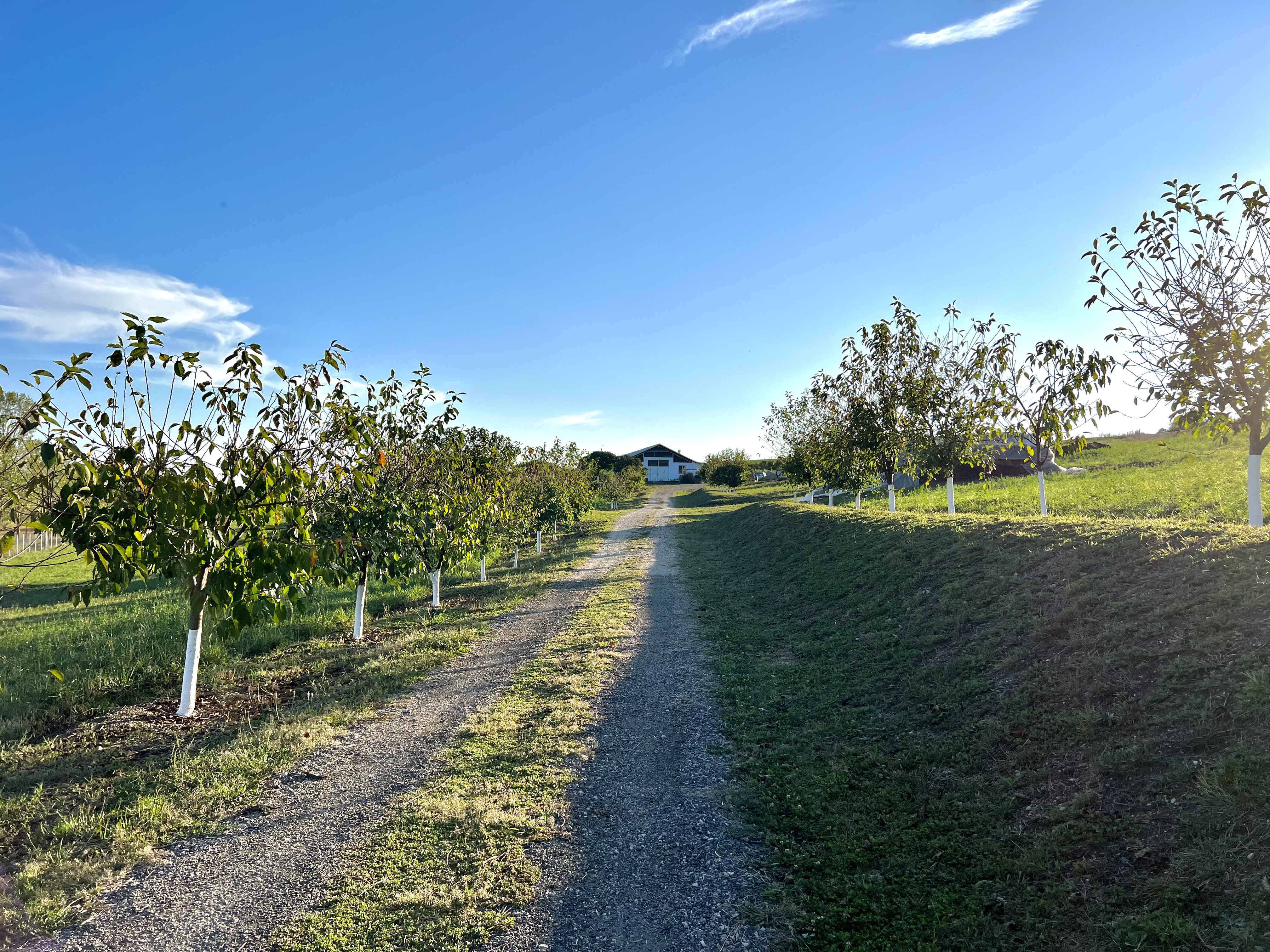 Ferma de vanzare cu 550MP utili si 27.500MP teren la asfalt - foto 2