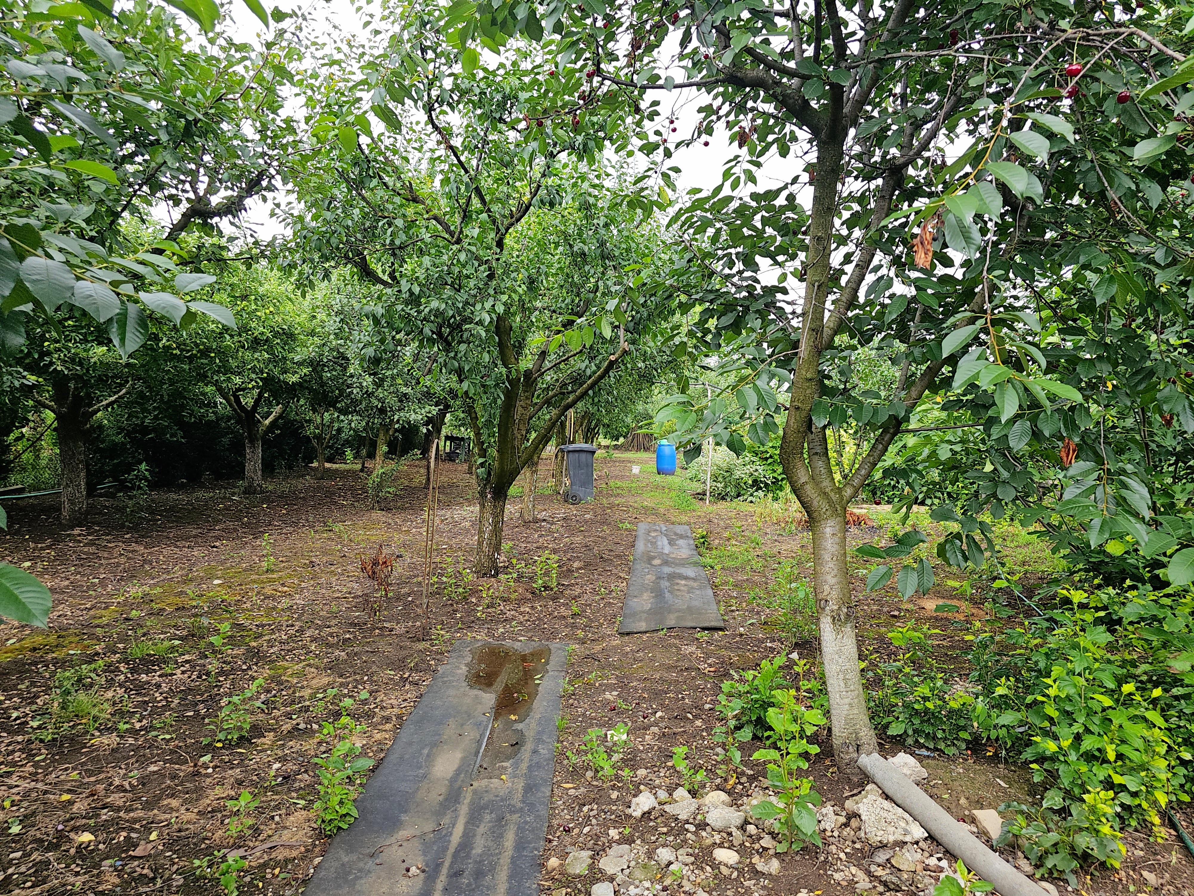 Casa 4 camere, S+P+1, semifinisata, 1424 mp teren, Oarda de Jos - foto 3