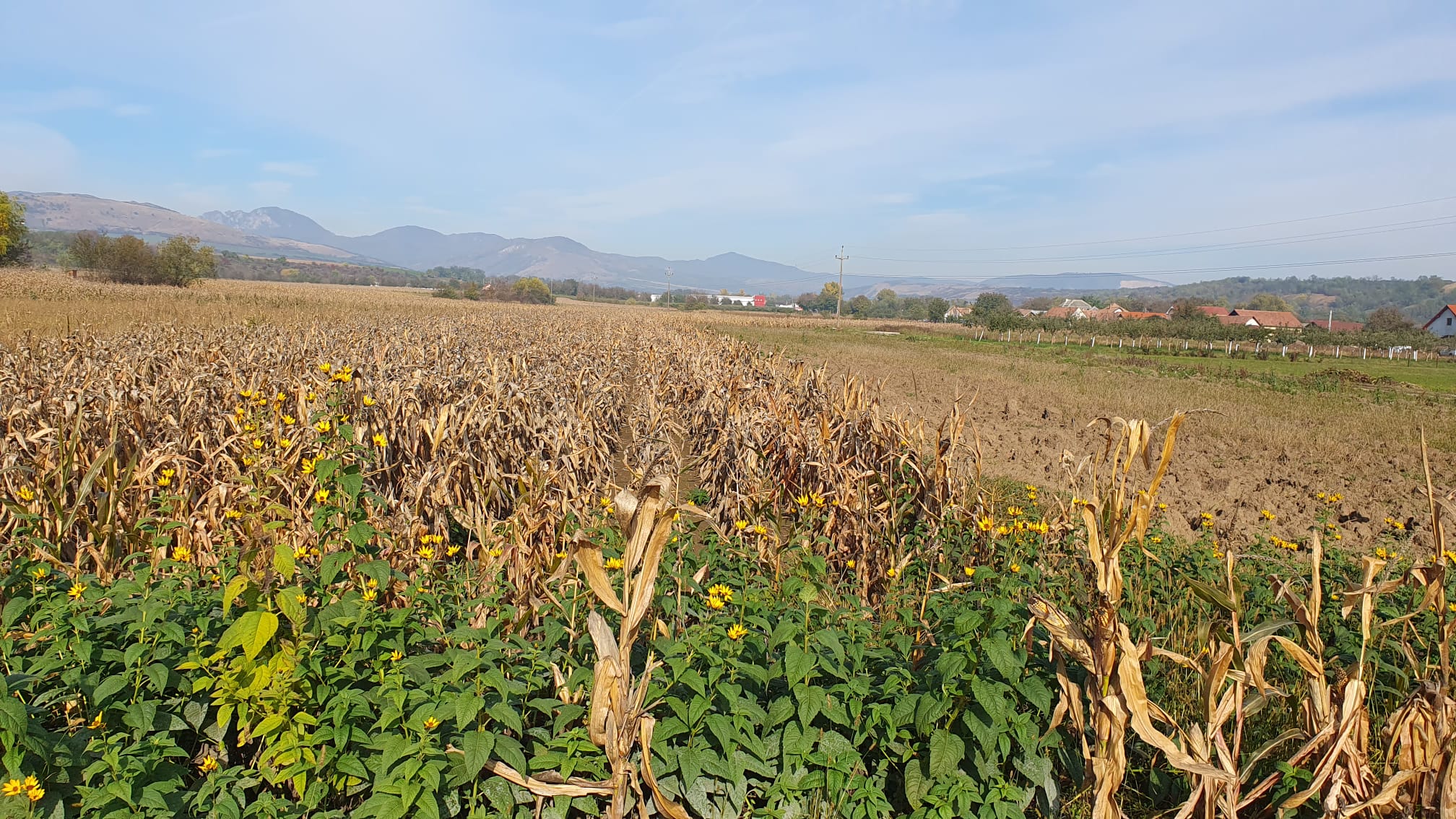 Teren intravilan Galda de Jos, 2100 mp - foto 3